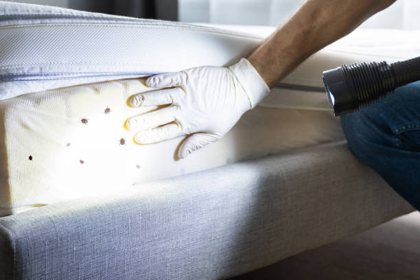 Best Emergency Pest Control  in Berea, SC